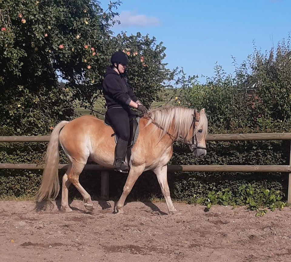 Haflinger, vallak, 7 år