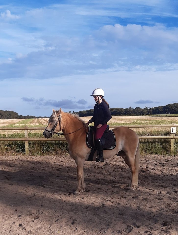 Haflinger, vallak, 7 år