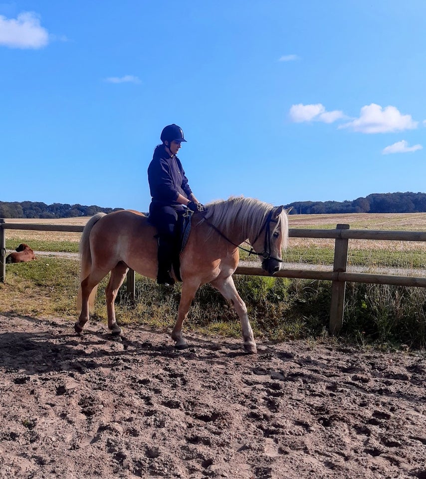 Haflinger, vallak, 7 år