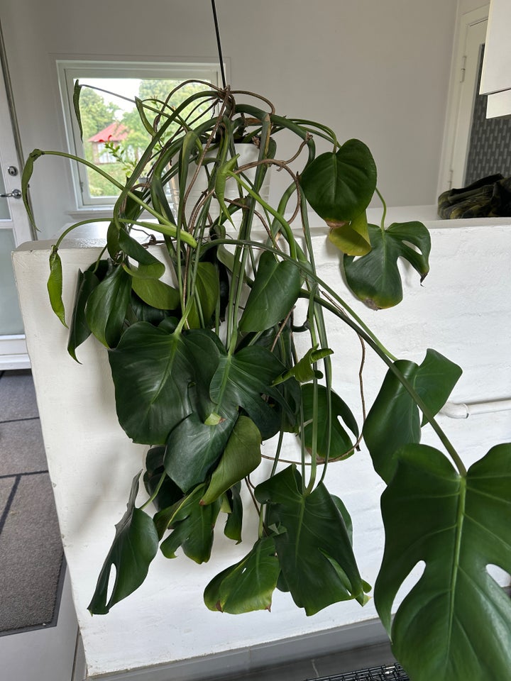 Grøn stueplante  Monstera