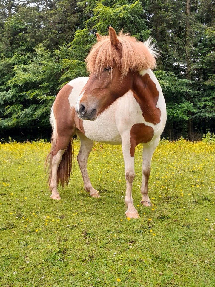 Islænder, hoppe, 5 år