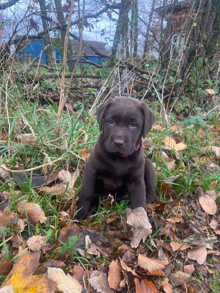 Brune Labrador hvalpe