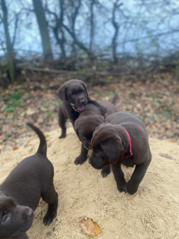 Brune Labrador hvalpe