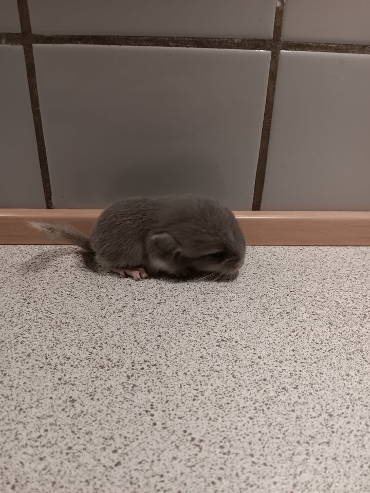 Chinchilla, 0 år