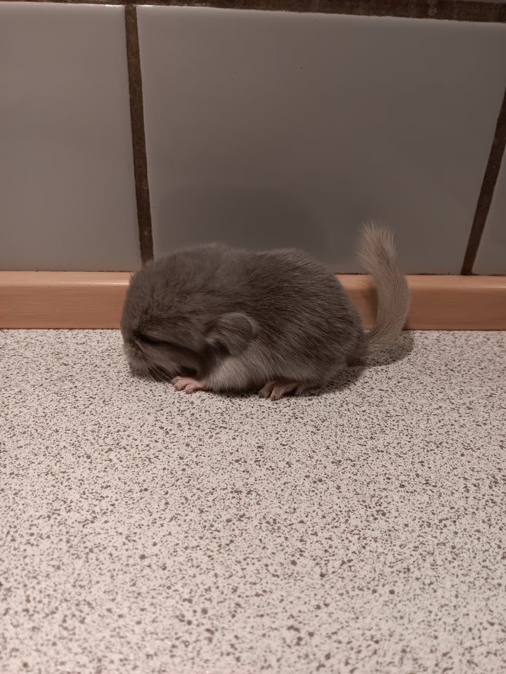 Chinchilla, 0 år