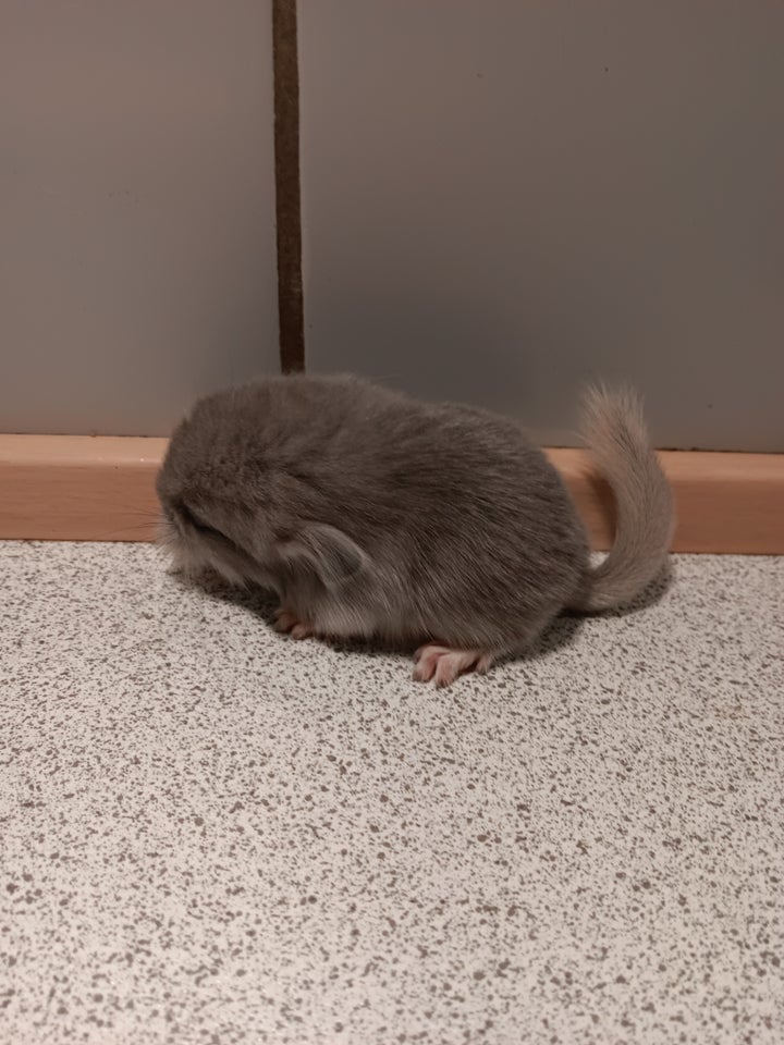 Chinchilla, 0 år