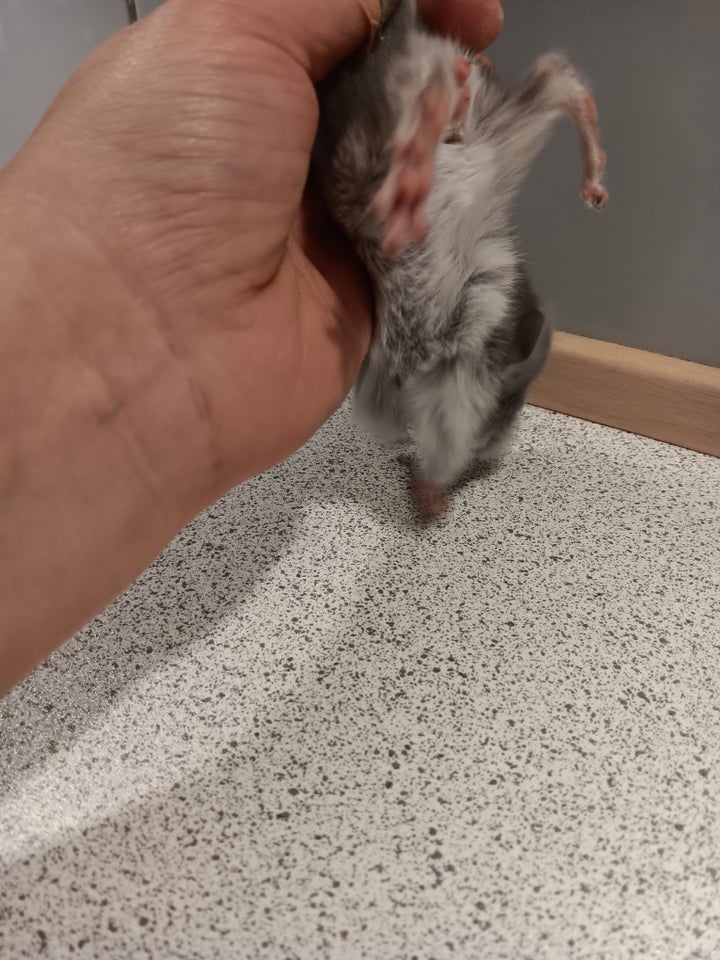 Chinchilla, 0 år