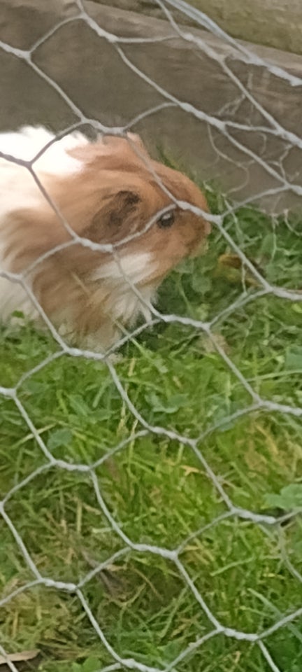 Marsvin, Sheltie / Coronet, 0 år