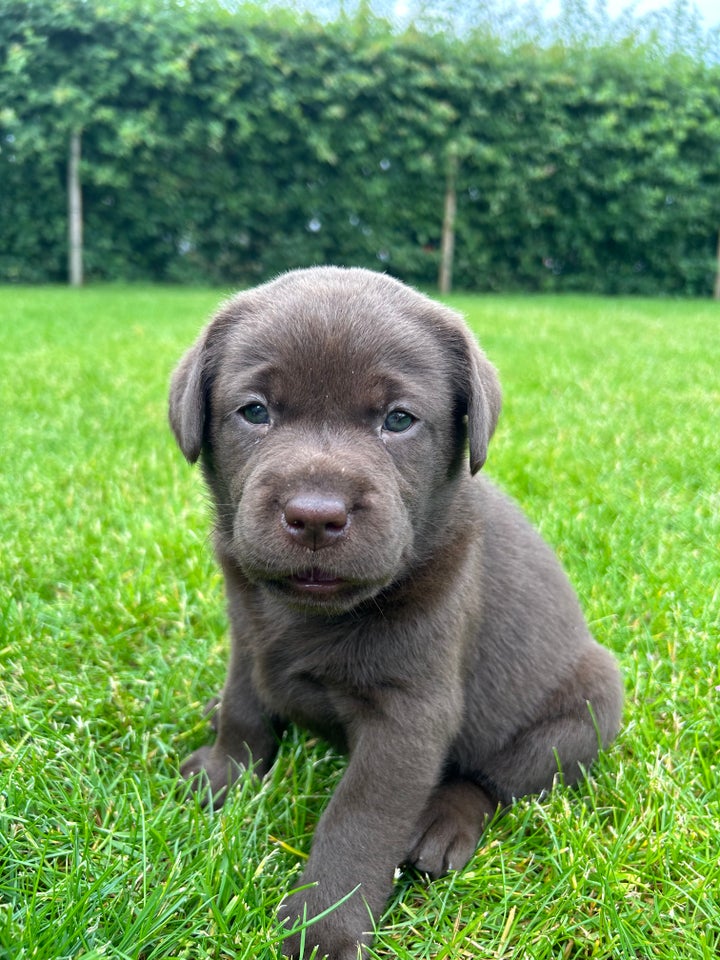 Brune labradorhvalpe gammel