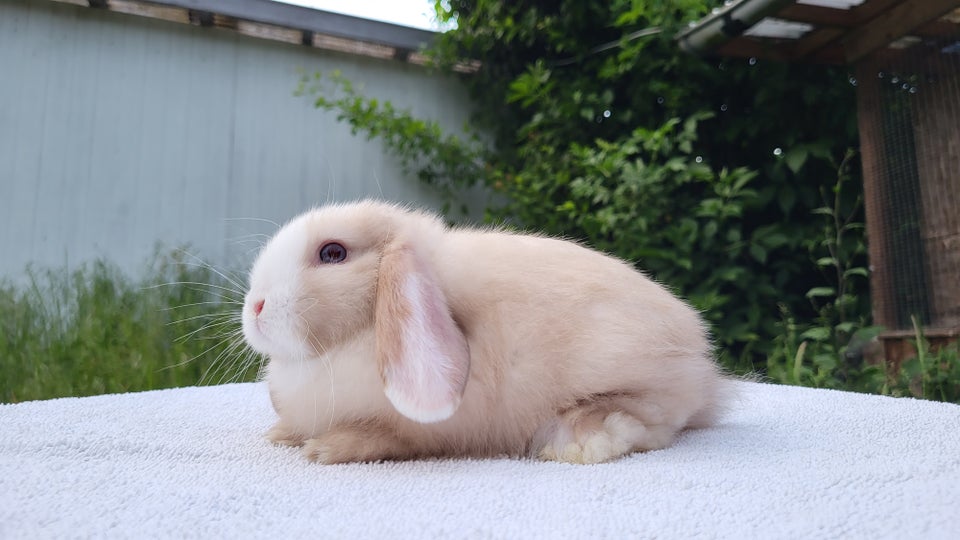 Kanin Mini lop 0 år