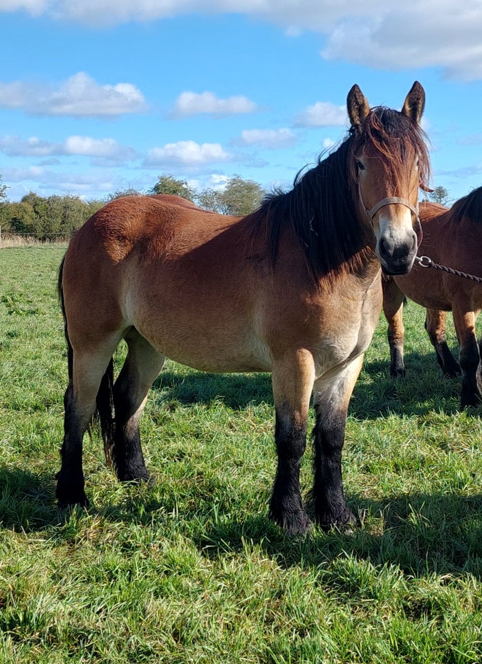 Belgier - koldblod, hoppe, 2 år