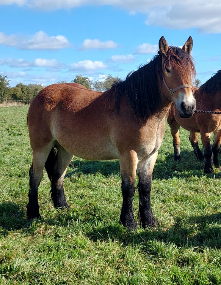 Belgier - koldblod, hoppe, 2 år