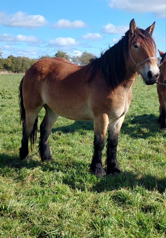 Belgier - koldblod, hoppe, 2 år