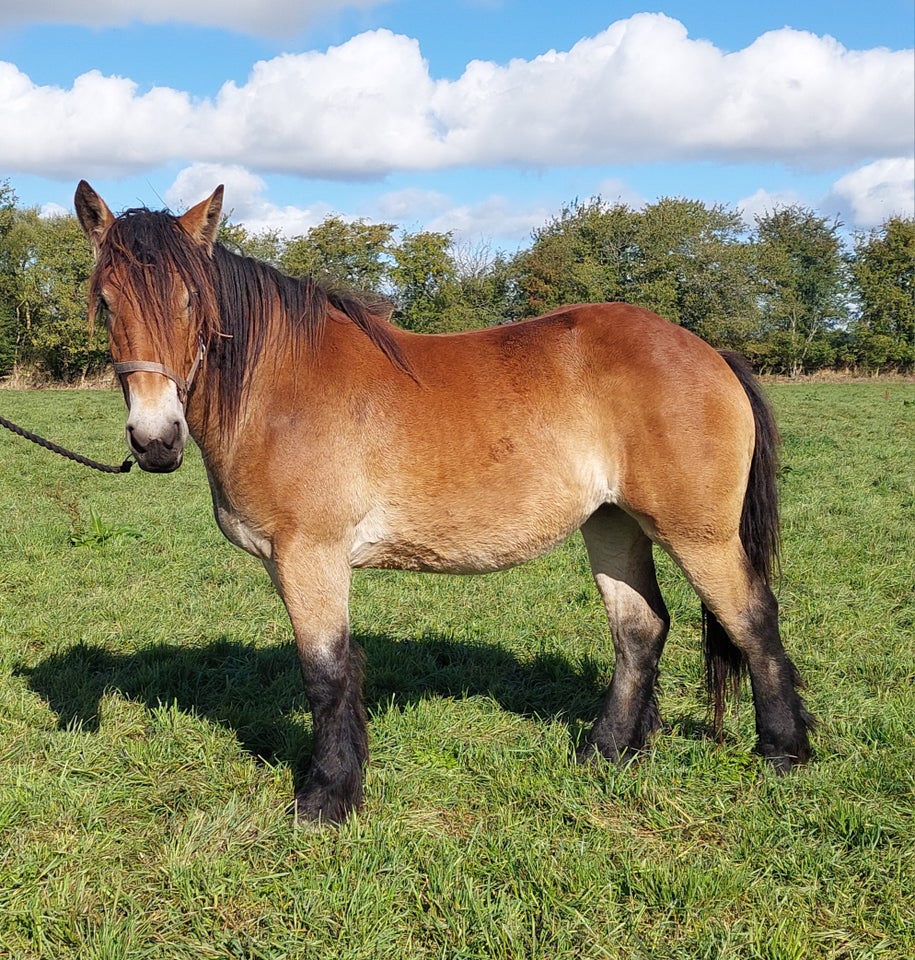 Belgier - koldblod, hoppe, 2 år