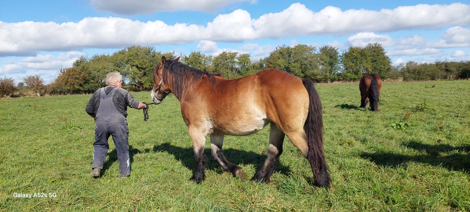 Belgier - koldblod, hoppe, 2 år