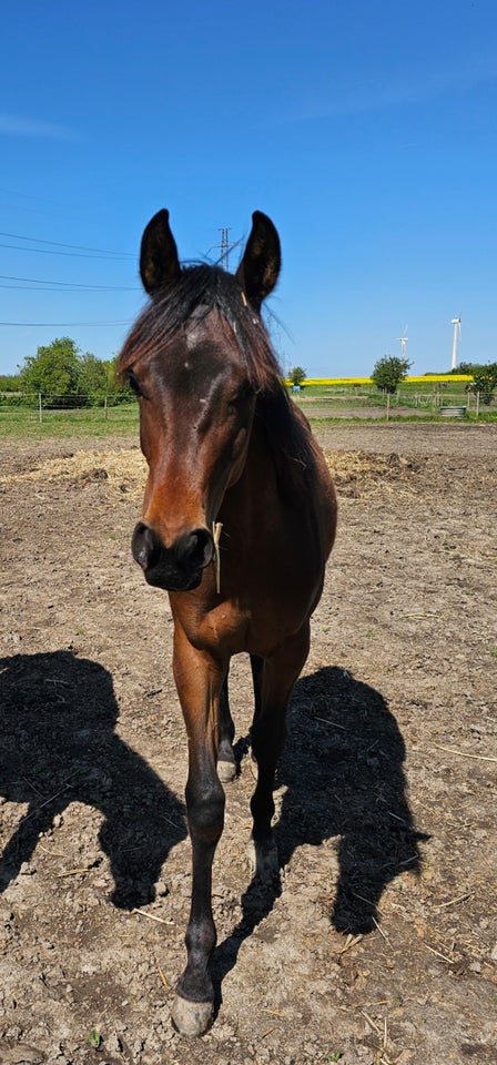 Arabisk fuldblod ox hoppe 1 år