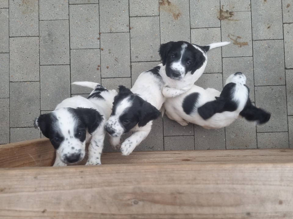 Engelsk Springer Spaniel, hvalpe,