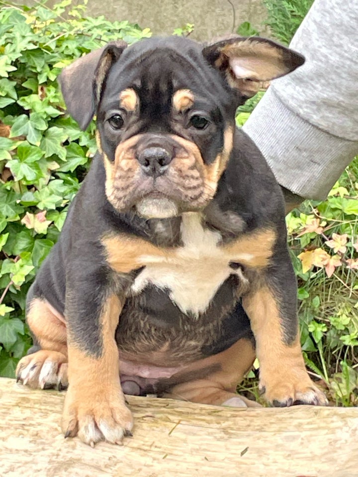 Fransk bulldog/new english