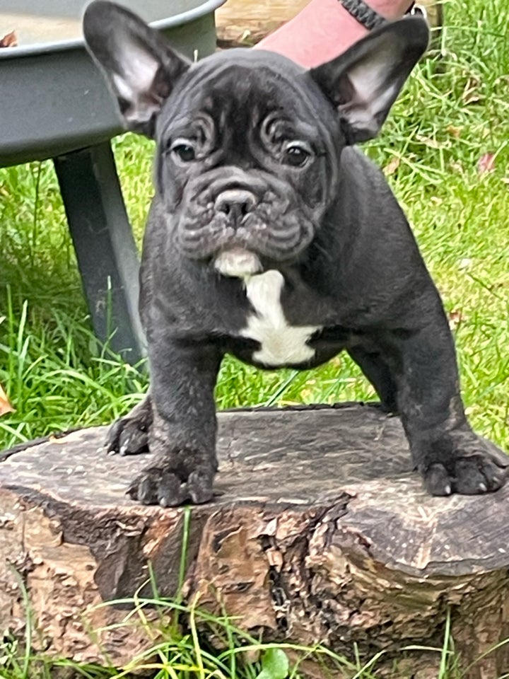 Fransk bulldog/new english