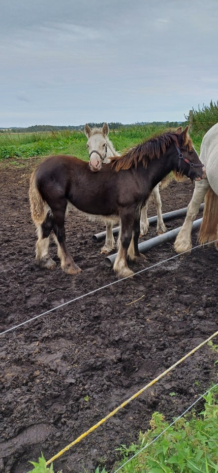 Irish Cob hoppe 0 år