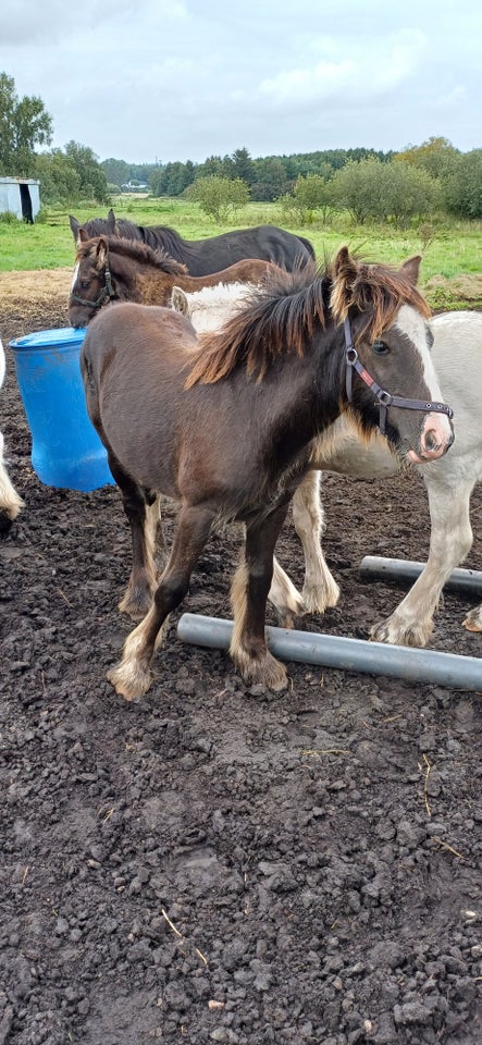 Irish Cob hoppe 0 år