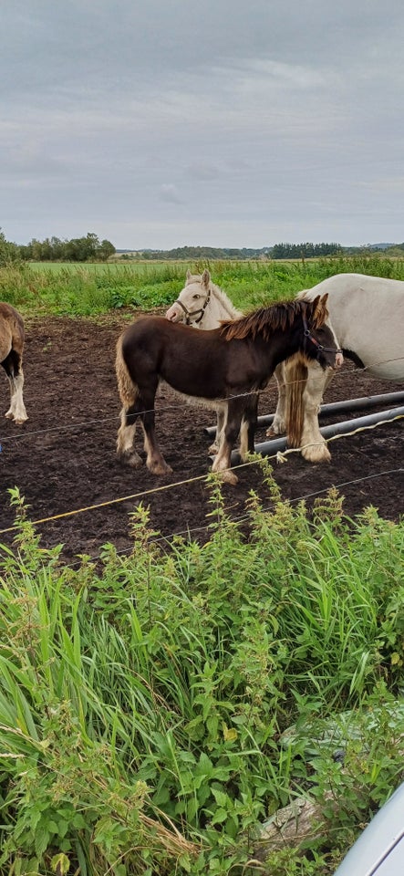 Irish Cob hoppe 0 år