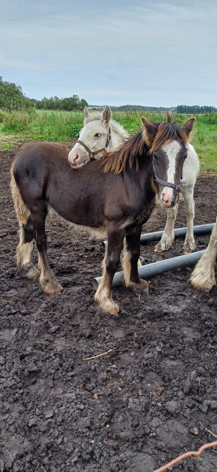 Irish Cob hoppe 0 år