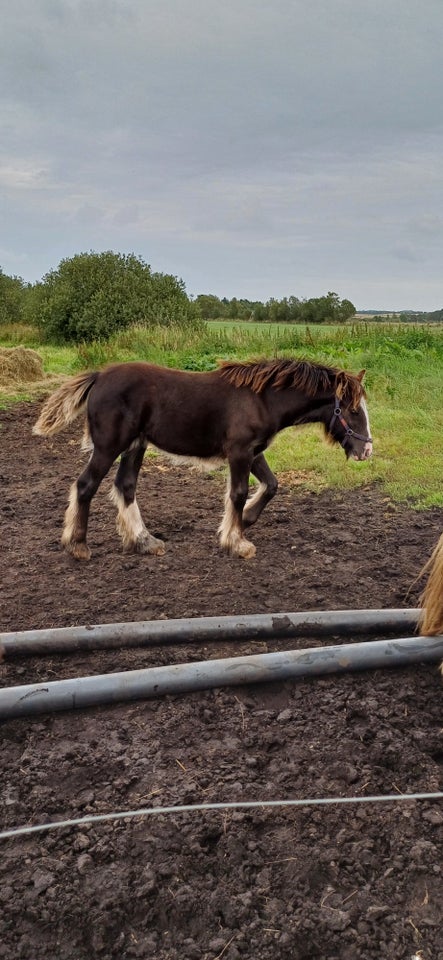 Irish Cob hoppe 0 år