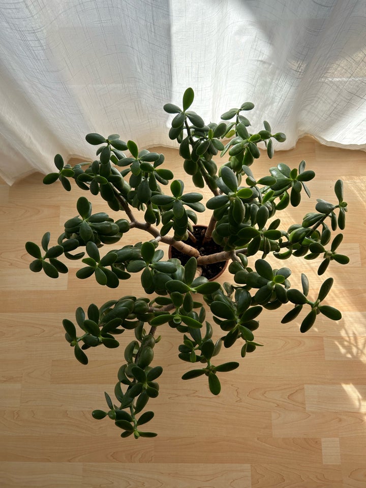 Paradistræ Crassula ovata