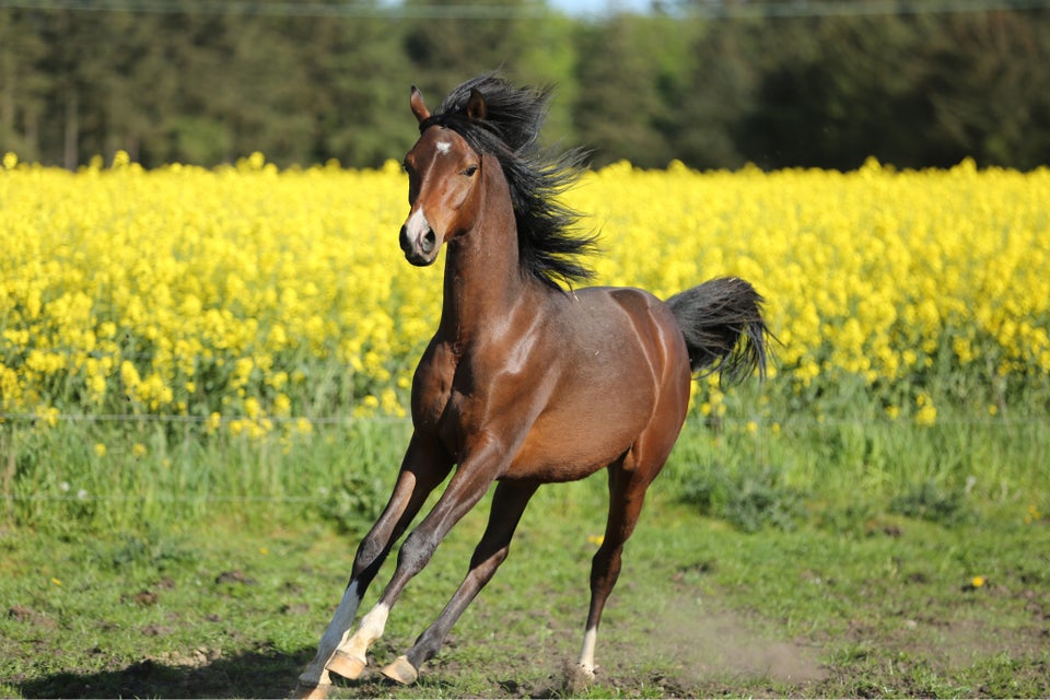 Arabisk fuldblod ox hingst 1 år