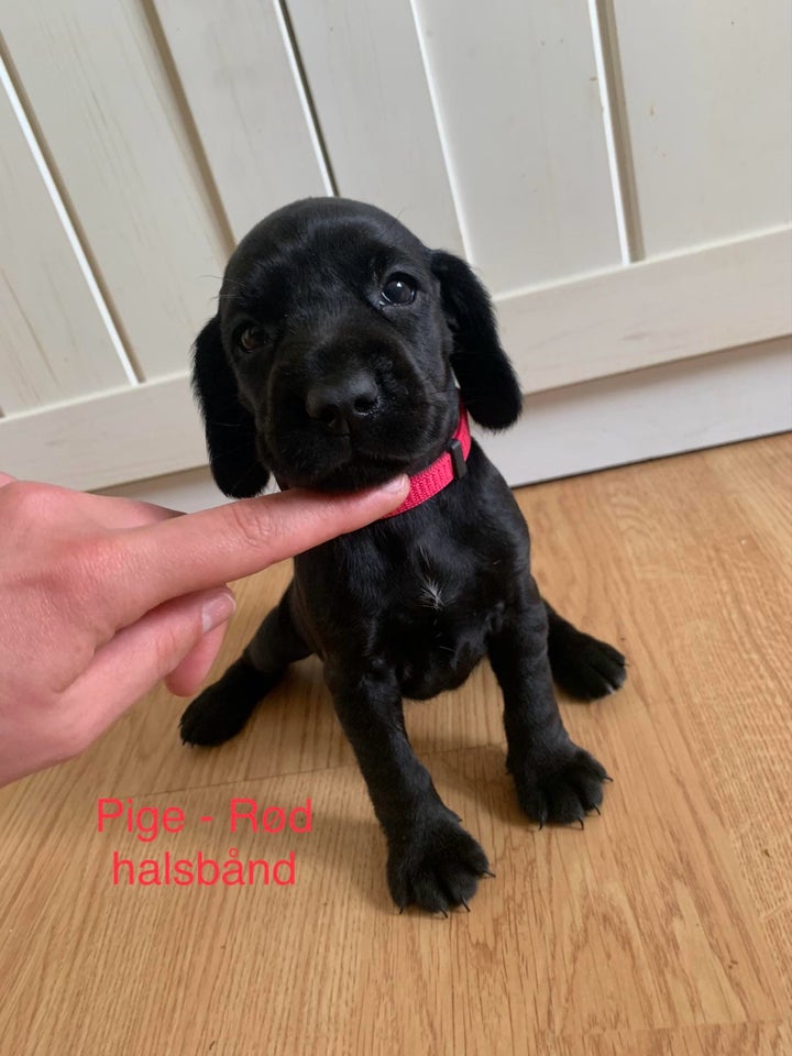 Cocker spaniel og dansk/svensk