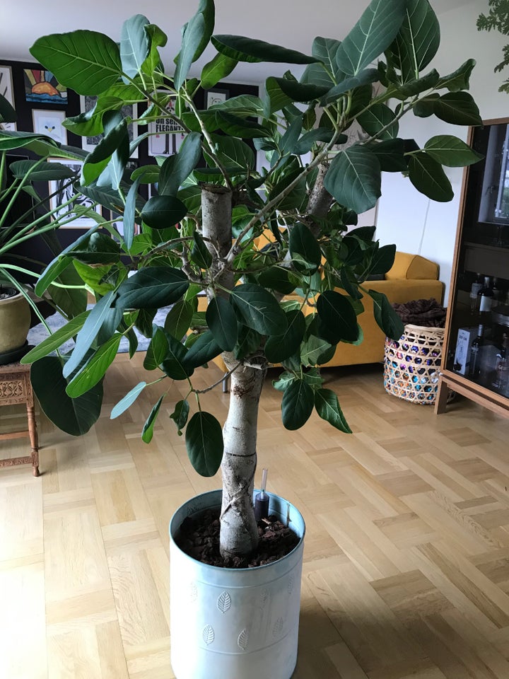 Opstammet ficus, Ficus