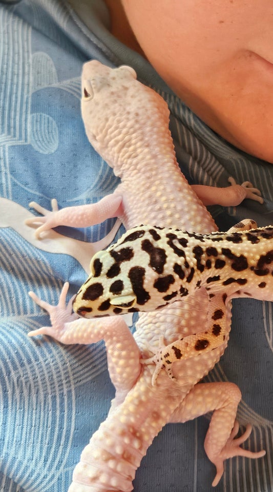 Gekko Leopard gekko