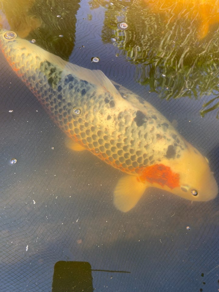 koi fisk / havedam 12 stk