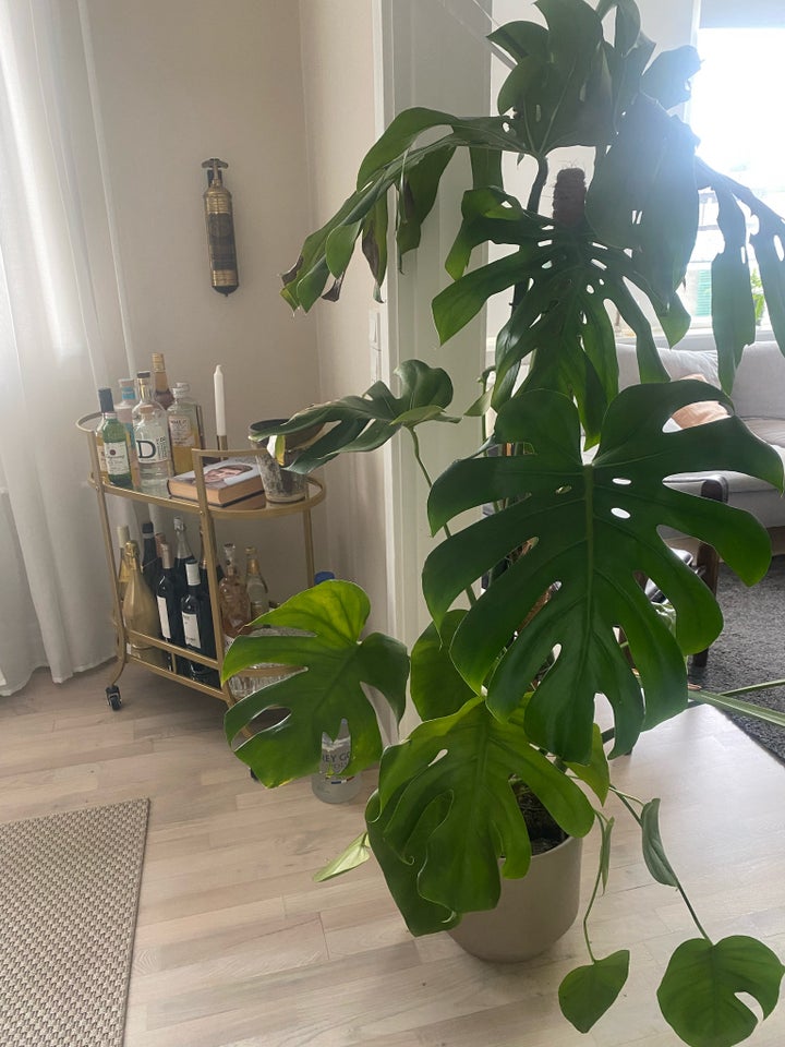 Monstera Monstera