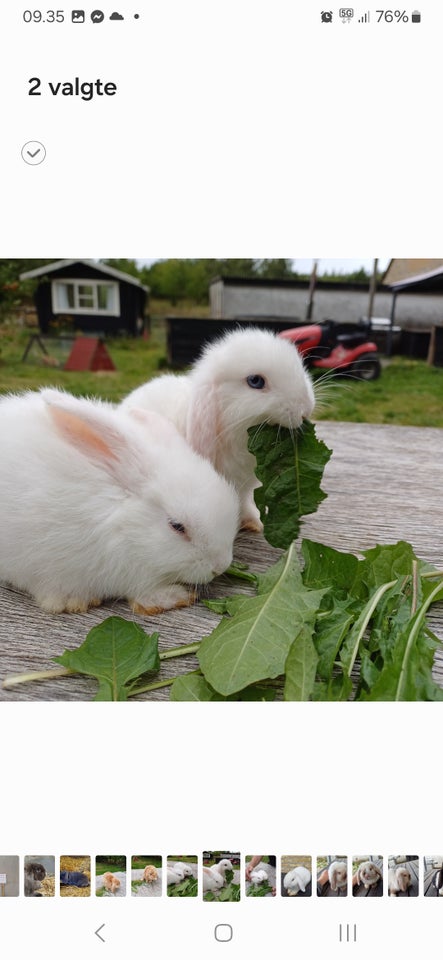 Kanin Minilop 0 år