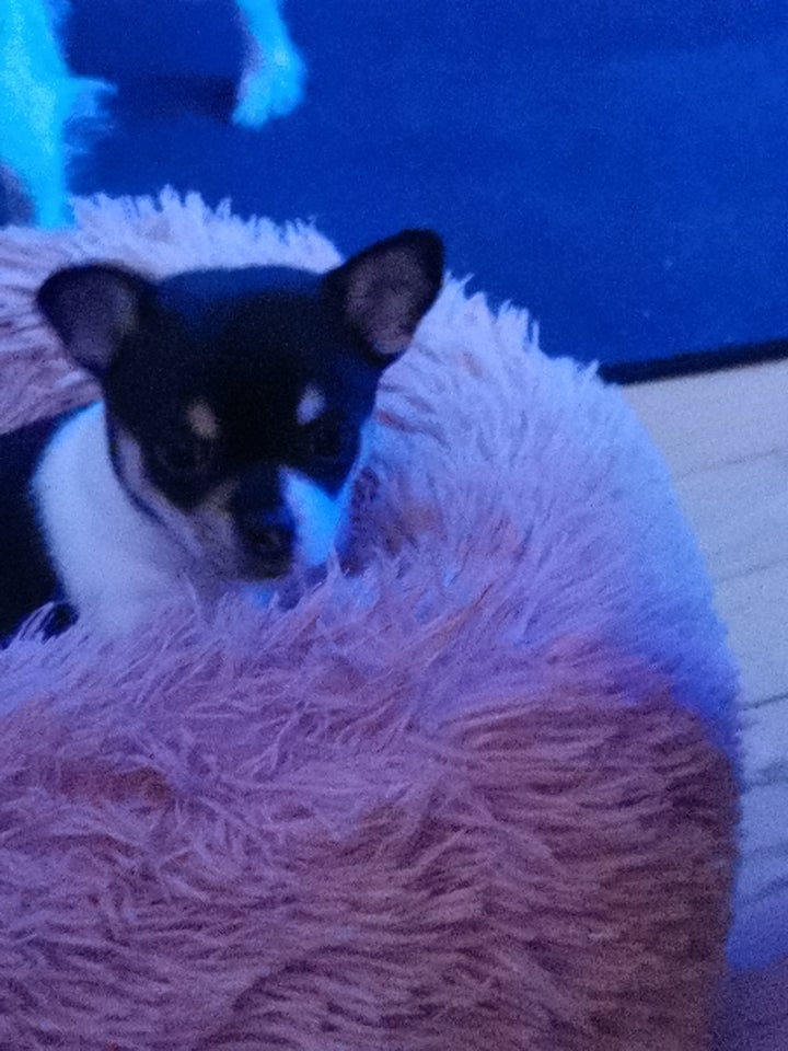 CHORKIE/CHIHUAHUA , hvalpe, 7 uger