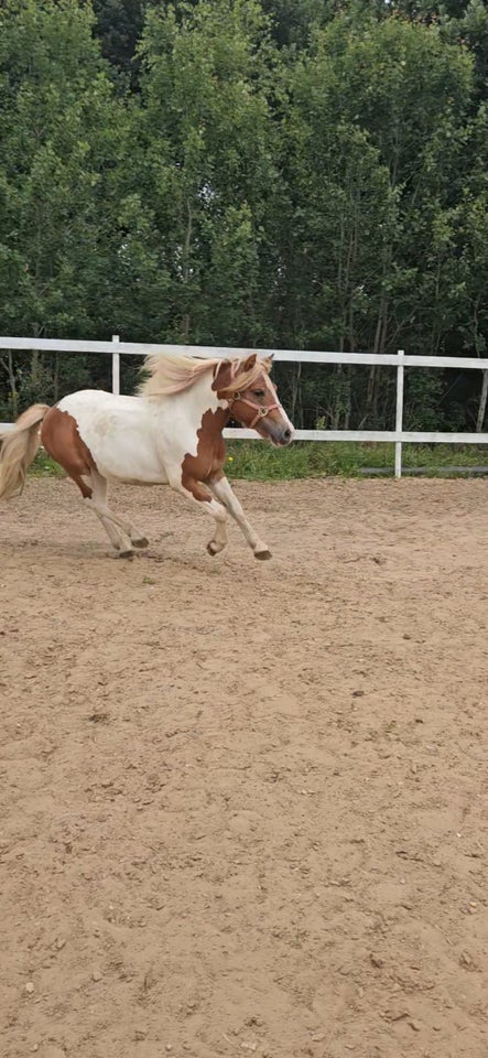 Blanding vallak 2 år