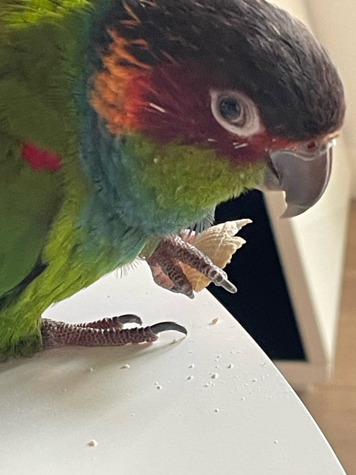 Conure Blåstrubet conure 3 år