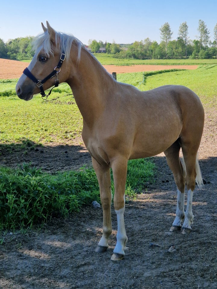 Tysk Pony hingst 1 år