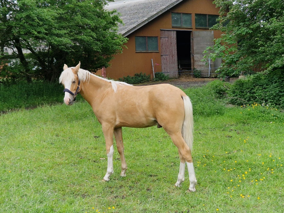 Tysk Pony hingst 1 år