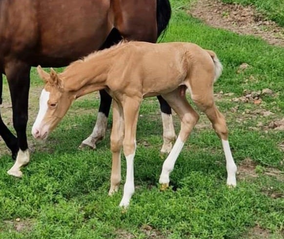 Tysk Pony hingst 1 år