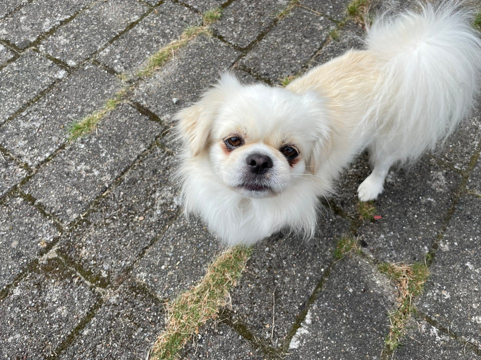 Tibetansk spaniel, han, 2 å...