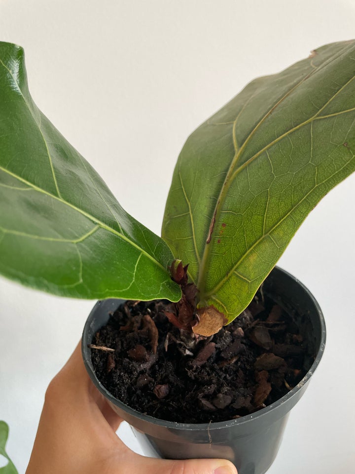 Fiddle leaf fig tree