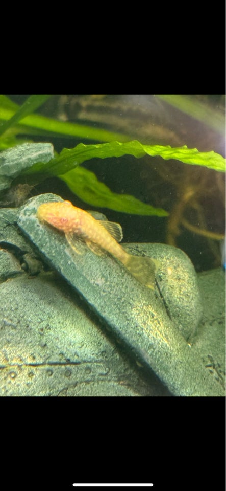 Albino ancistrus sugemaller