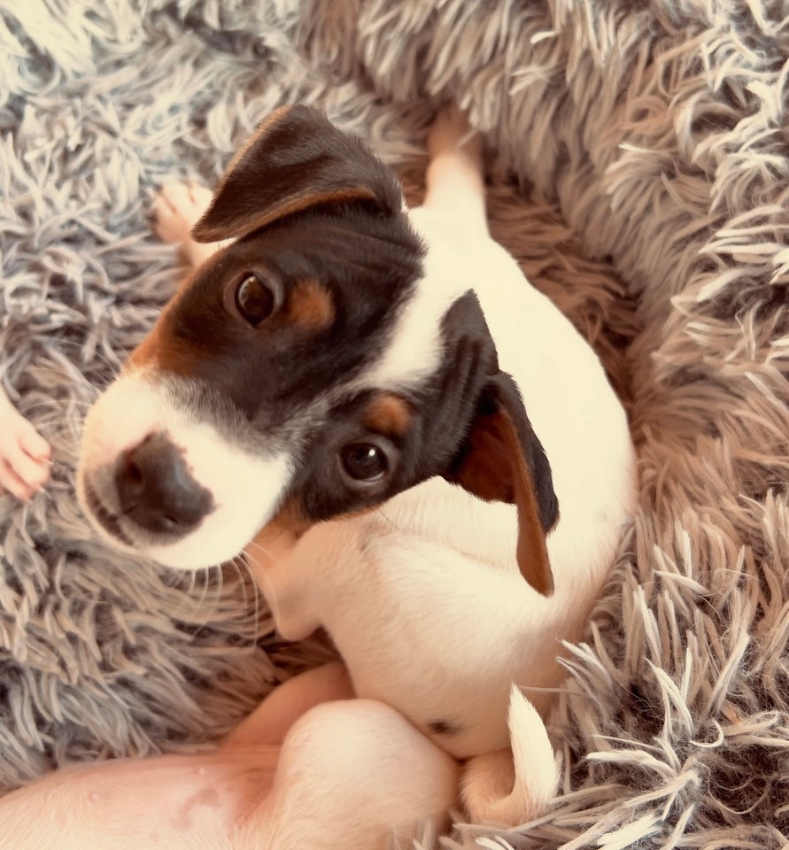 Jack russel hvalpe 7 uger g...