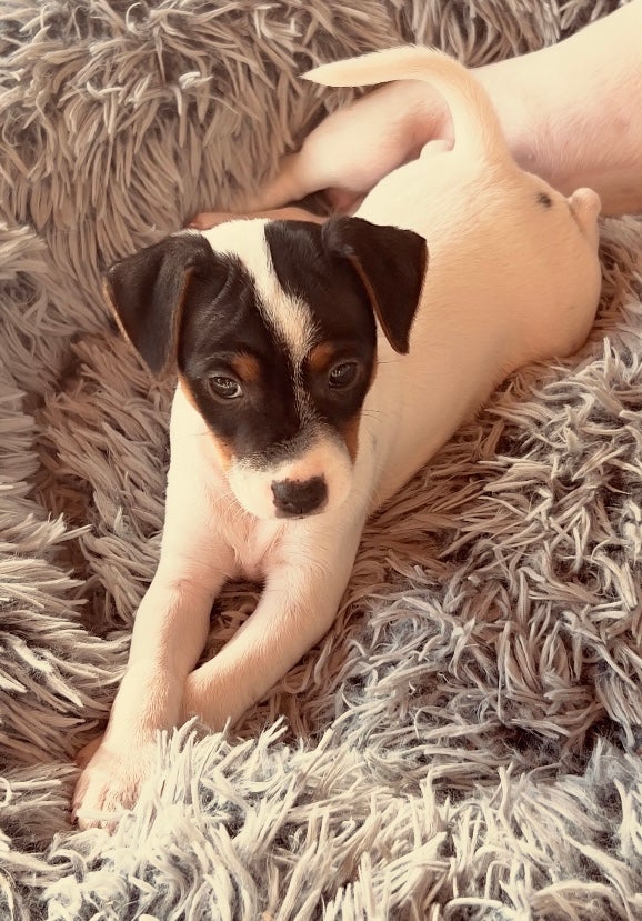 Jack russel hvalpe 7 uger g...