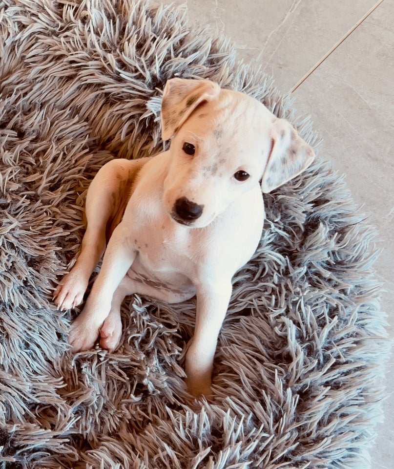 Jack russel hvalpe 7 uger g...