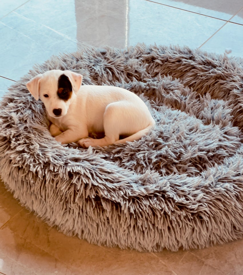 Jack russel hvalpe 7 uger g...