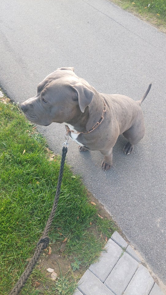 American Bully, hund, 11 mdr.